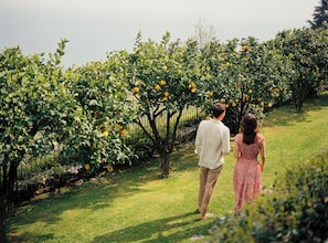 A couple walking through an orchard with fruit trees.