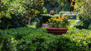 A garden with a potted plant of yellow and orange flowers, surrounded by lush green foliage. - Dionysos Hotel (Rhodes)