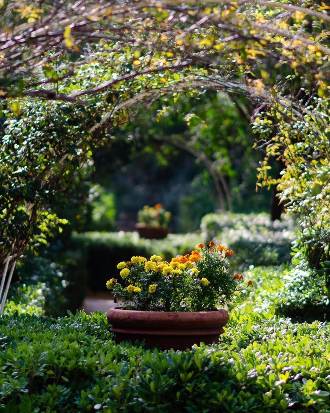 A garden with a central planter containing yellow flowers, surrounded by lush greenery and a structured topiary archway.