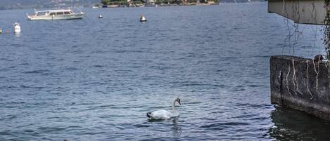 Un lago con barcos y cisnes.