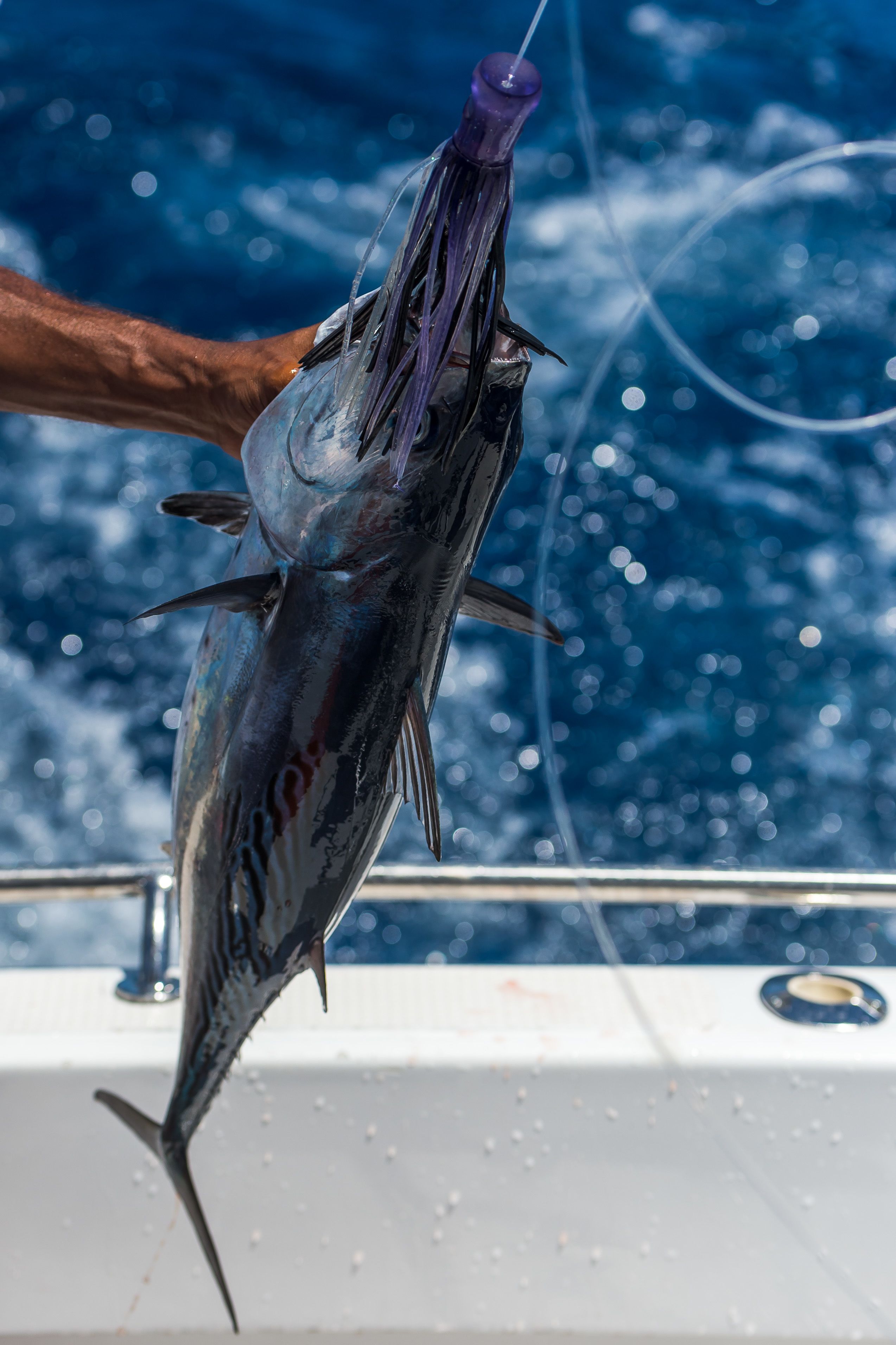 Eine große Fisch, von einer Person gehalten, mit einem Boot und Wasser im Hintergrund.