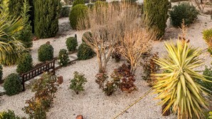 Un jardín con diferentes plantas y un banco.