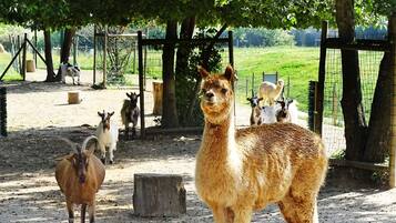 A llama standing in a fenced enclosure with trees and a grassy field in the background.