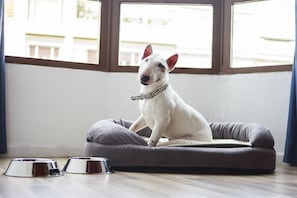 Pet-friendly - Casual Colours Barcelona Hotel by Casual Hoteles (Barcelona)