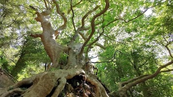 Un árbol grande con raíces y ramas extensas en una zona boscosa.