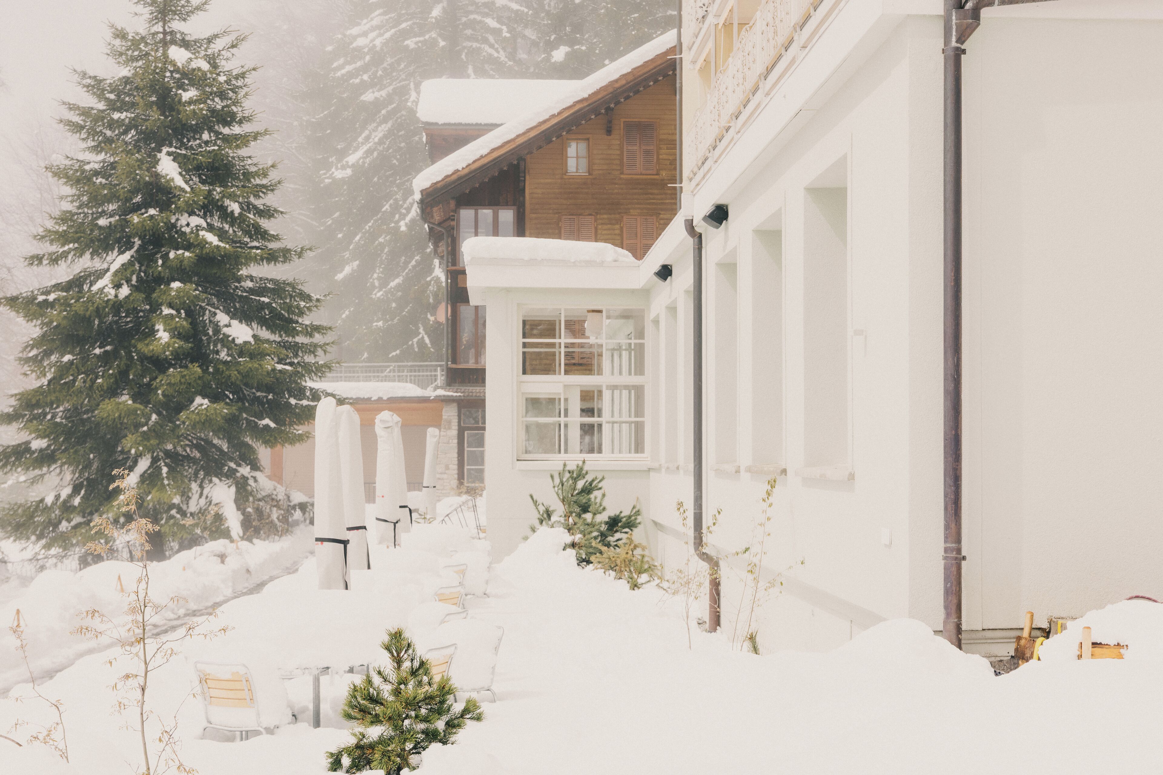 A snowy outdoor area with a wooden building, a snow-covered tree, and a small Christmas tree.