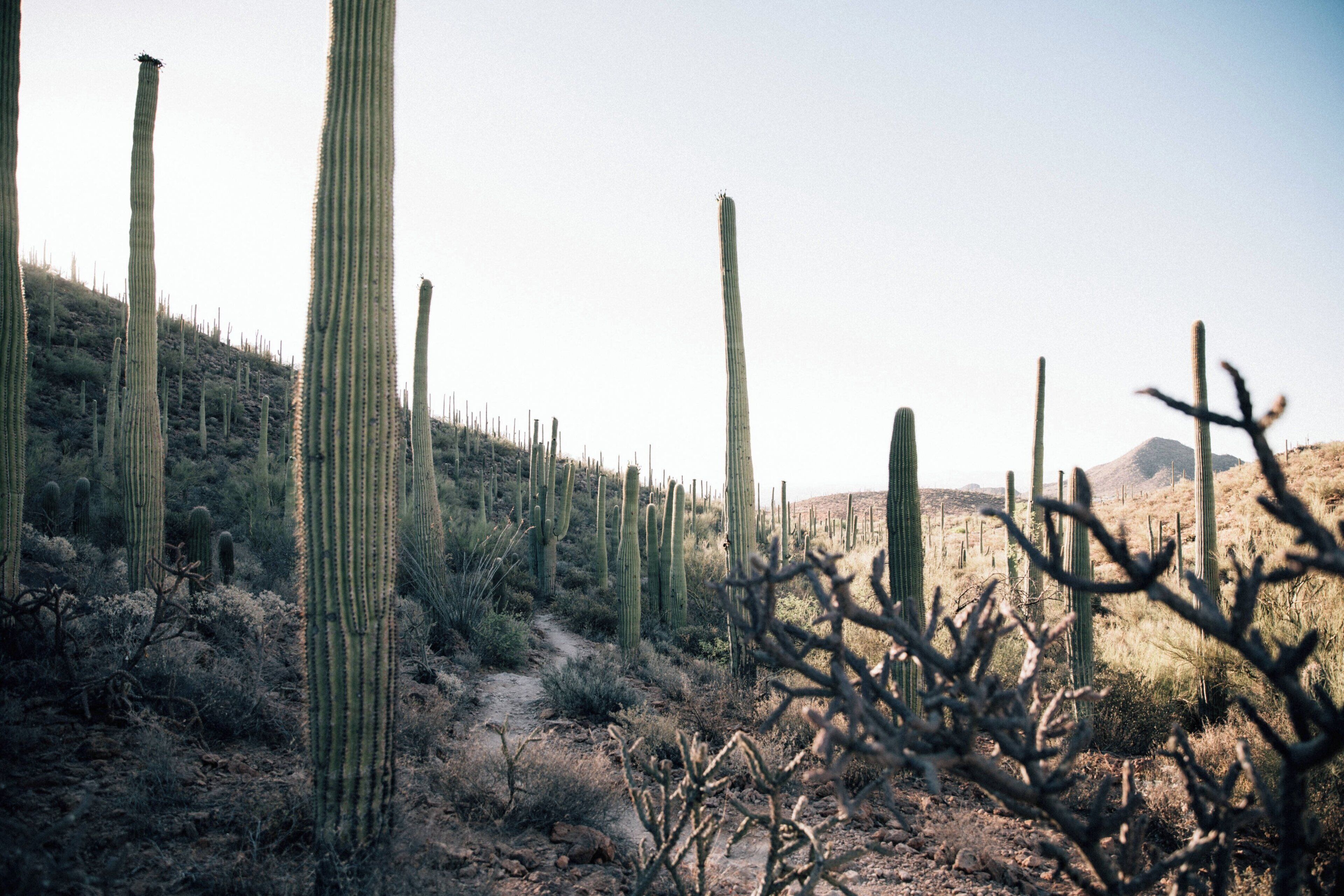 Paisagem desértica com cactos imponentes e vegetação escassa.
