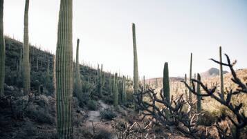 Paisagem desértica com cactos imponentes e vegetação escassa.