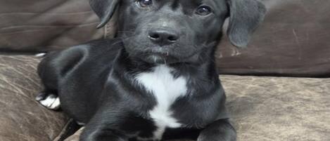 A black and white dog lying on a brown couch.
