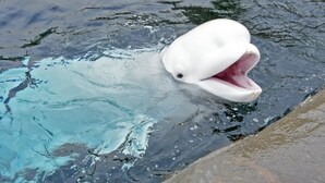 A white animal with an open mouth in a body of water. - Holiday Inn Express Mystic by IHG (Mystic)