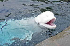 A white animal with an open mouth in a body of water. - Holiday Inn Express Mystic by IHG (Mystic)