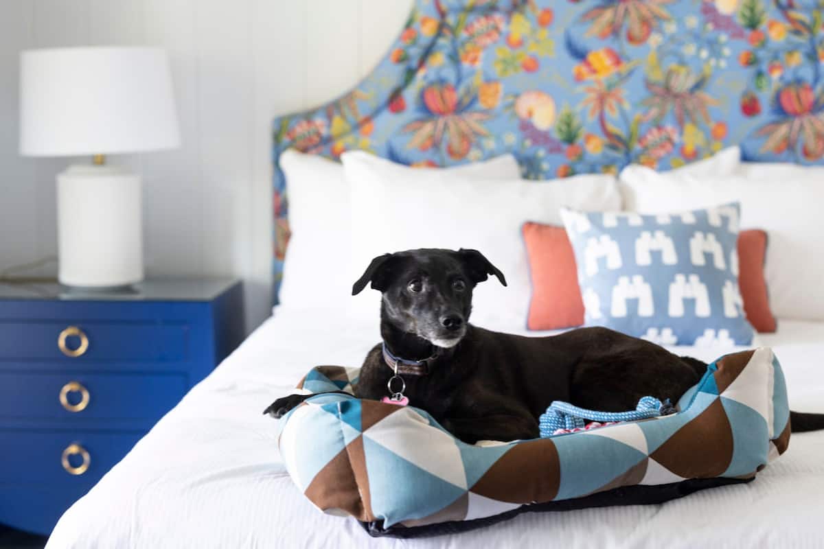 Huone, 1 suuri parisänky (Harbor View King -Dog Friendly) | Ylelliset vuodevaatteet, untuvapeitot, pillowtop-patjalliset sängyt