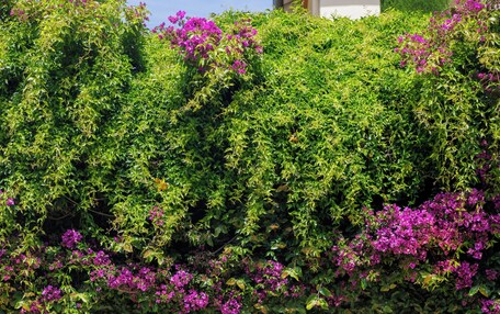A pathway lined with large planters and a lush green archway with flowering vines.