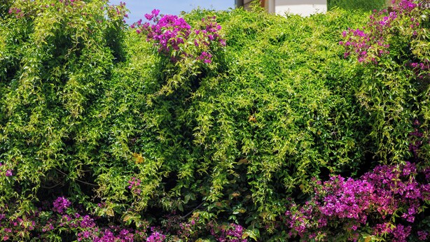 A pathway lined with large planters and a lush green archway with flowering vines. - Hôtel La Villa Sainte Valérie Adults Only (Antibes)