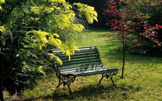 A park bench in a grassy area with trees and shrubs.