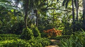 Un sentier qui traverse un jardin luxuriant, avec un feuillage dense et de grands arbres.