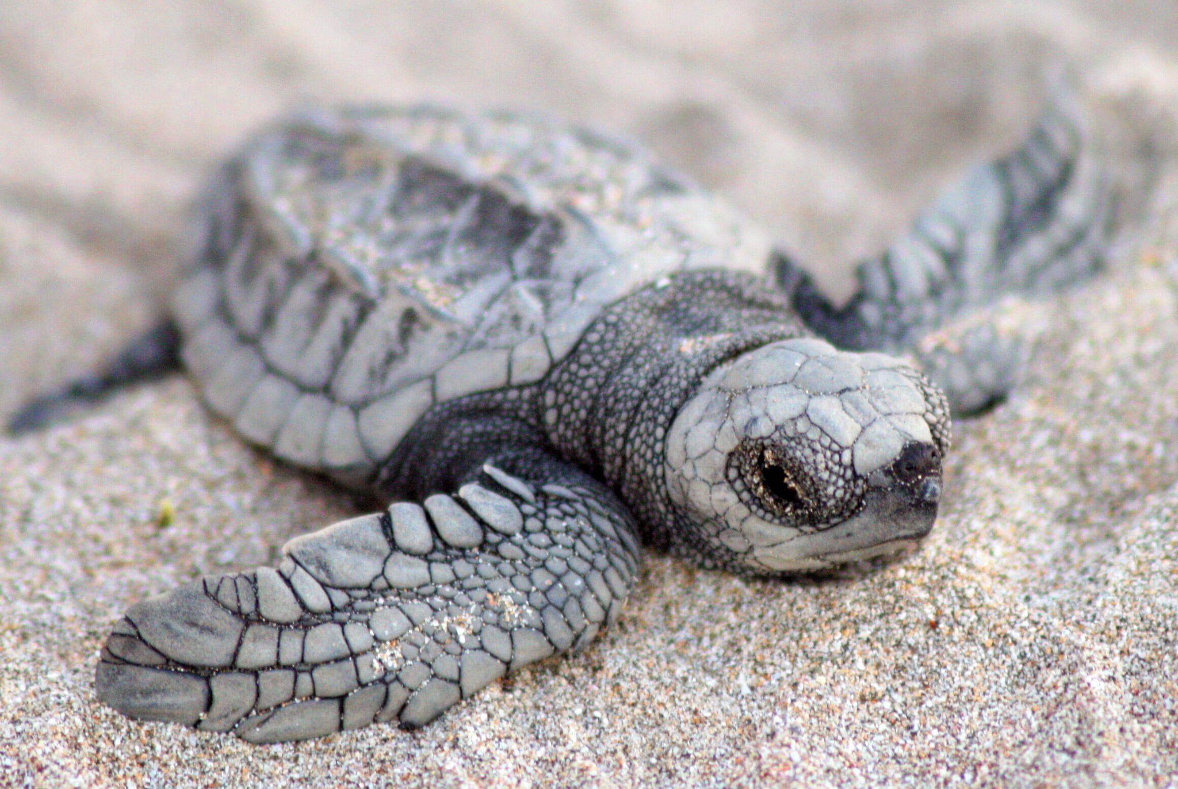 Foto - Capitán Suizo Beachfront Boutique Hotel