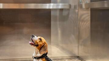 Un perro dentro de un ascensor con paredes metálicas y suelo reflectante.