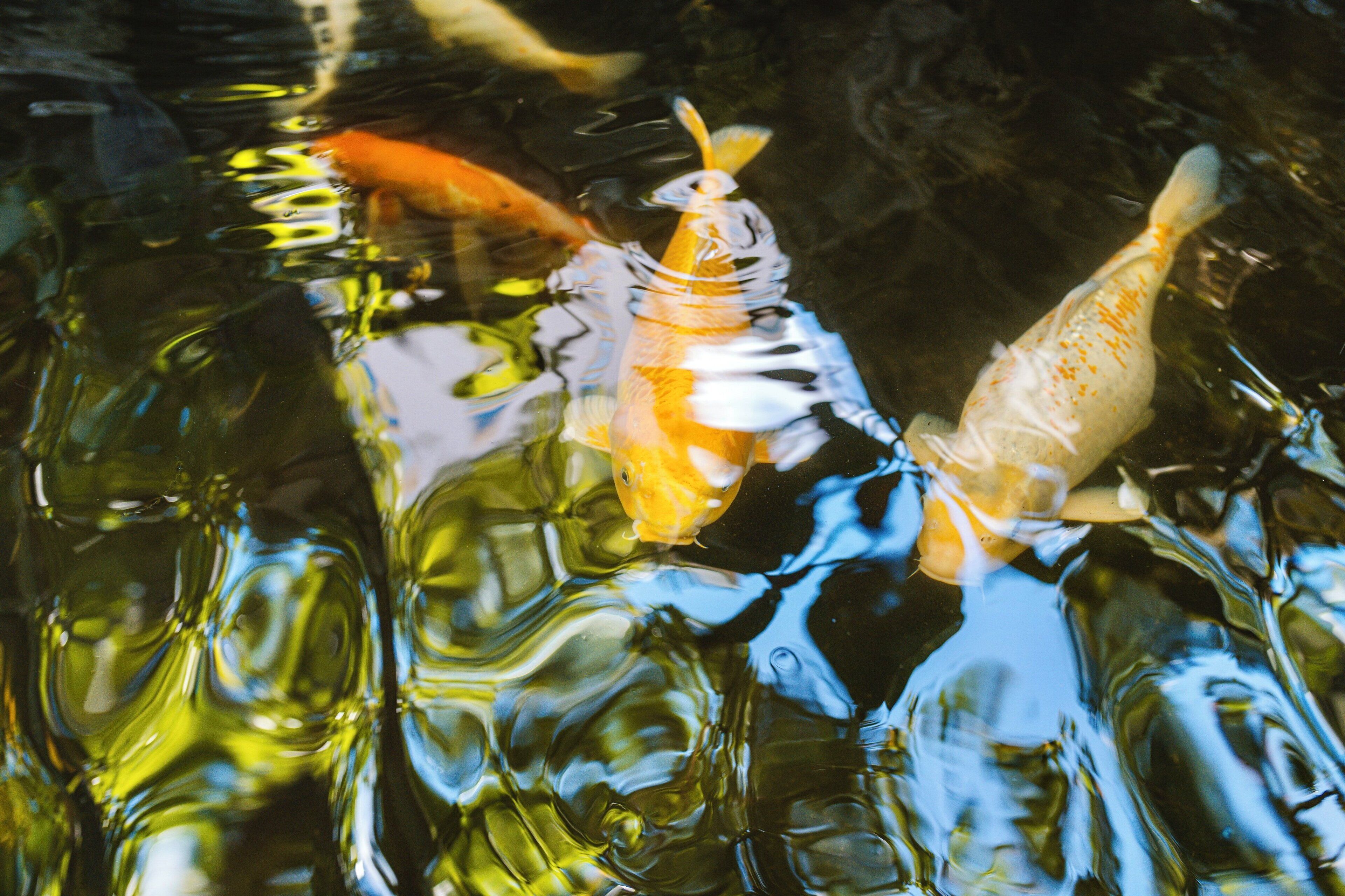 Foto - White Sands Hotel