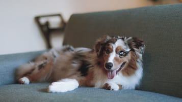 Ein Hund liegt auf einem grauen Sofa.