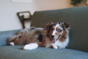Ein Hund liegt auf einem grauen Sofa.