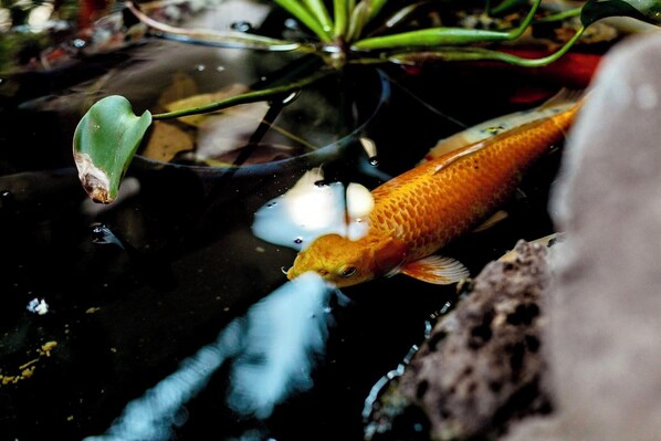 Un pez koi nada en un estanque con agua cristalina y plantas acuáticas.