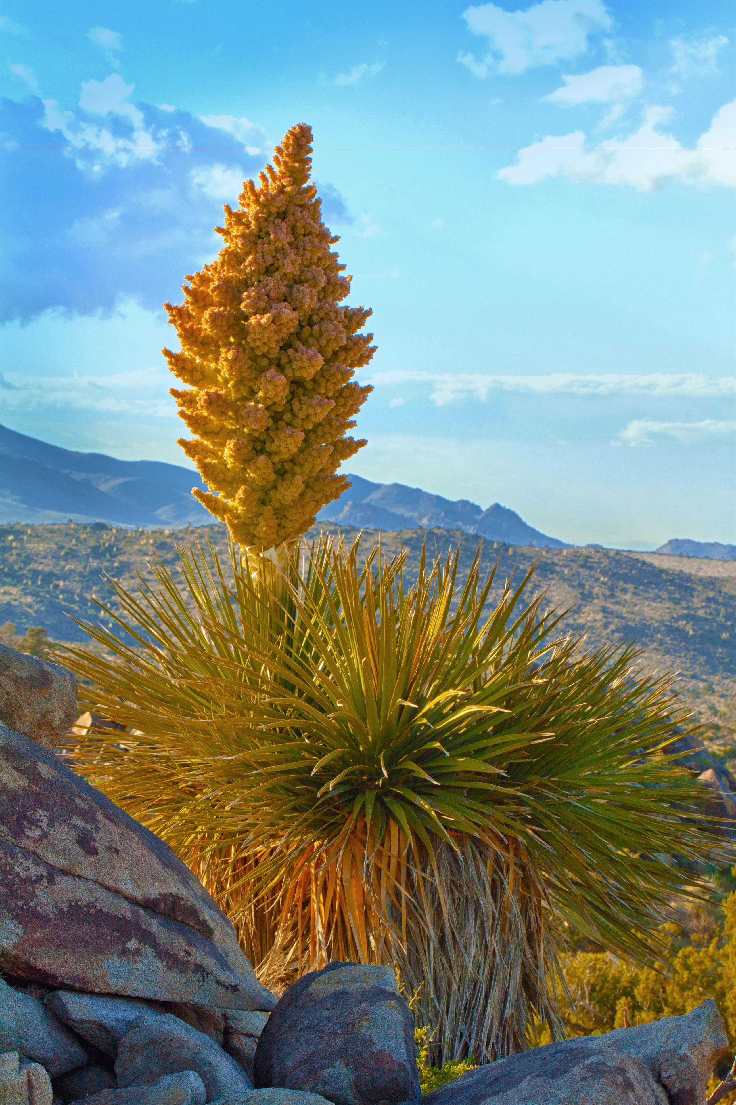 Foto - Hyatt Vacation Club at Desert Oasis