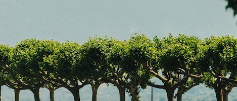 A park with a row of trees, a bench, and a body of water with mountains in the background.