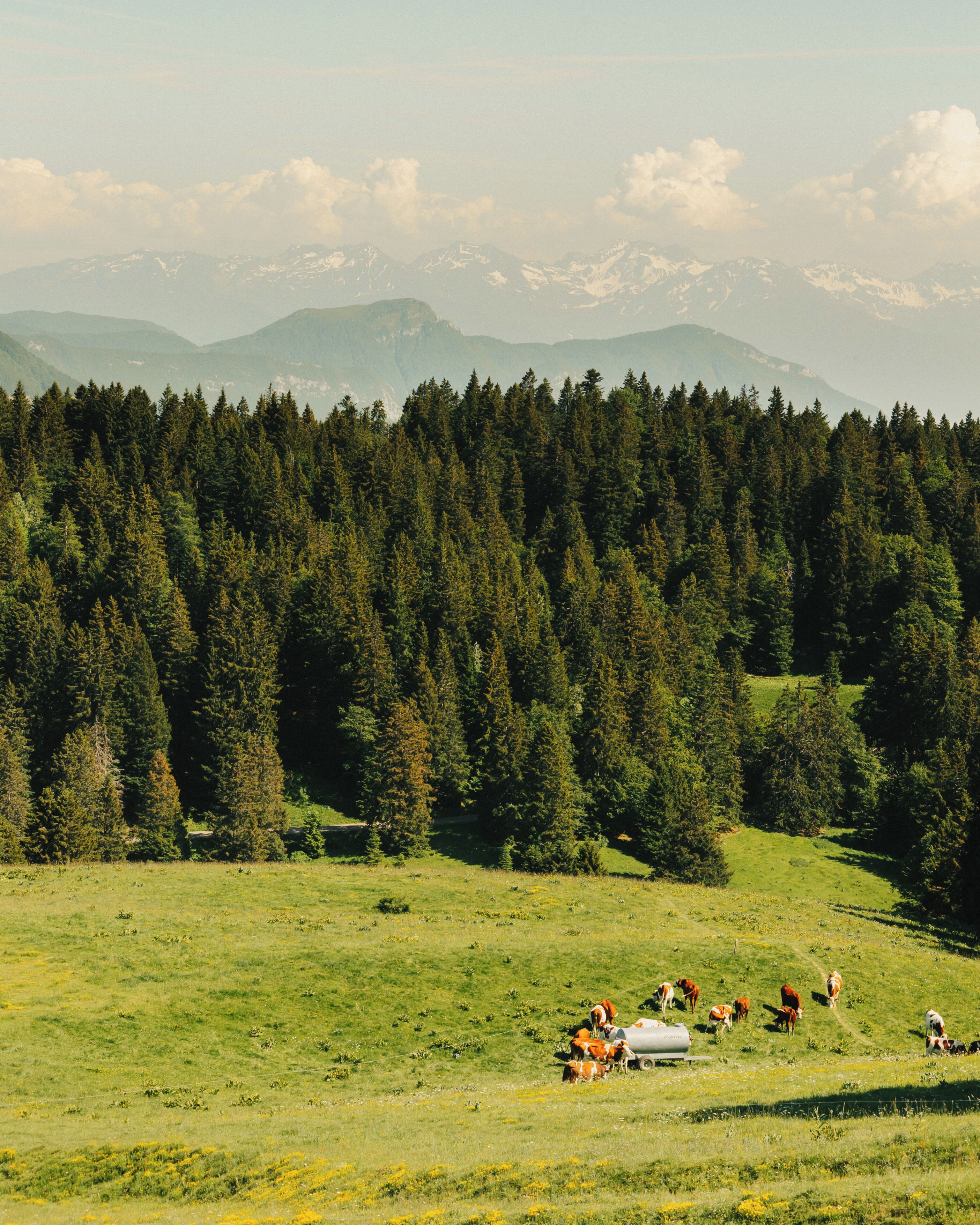 A rural landscape with a field of green grass, a herd of cows, and a forest in the background.