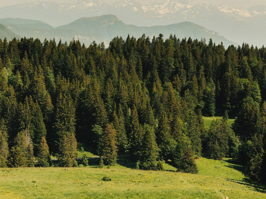 A rural landscape with a field of green grass, a herd of cows, and a forest in the background.