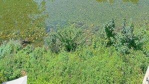 Et roligt udendørs miljø med en sø omgivet af frodig vegetation og et hus i baggrunden.