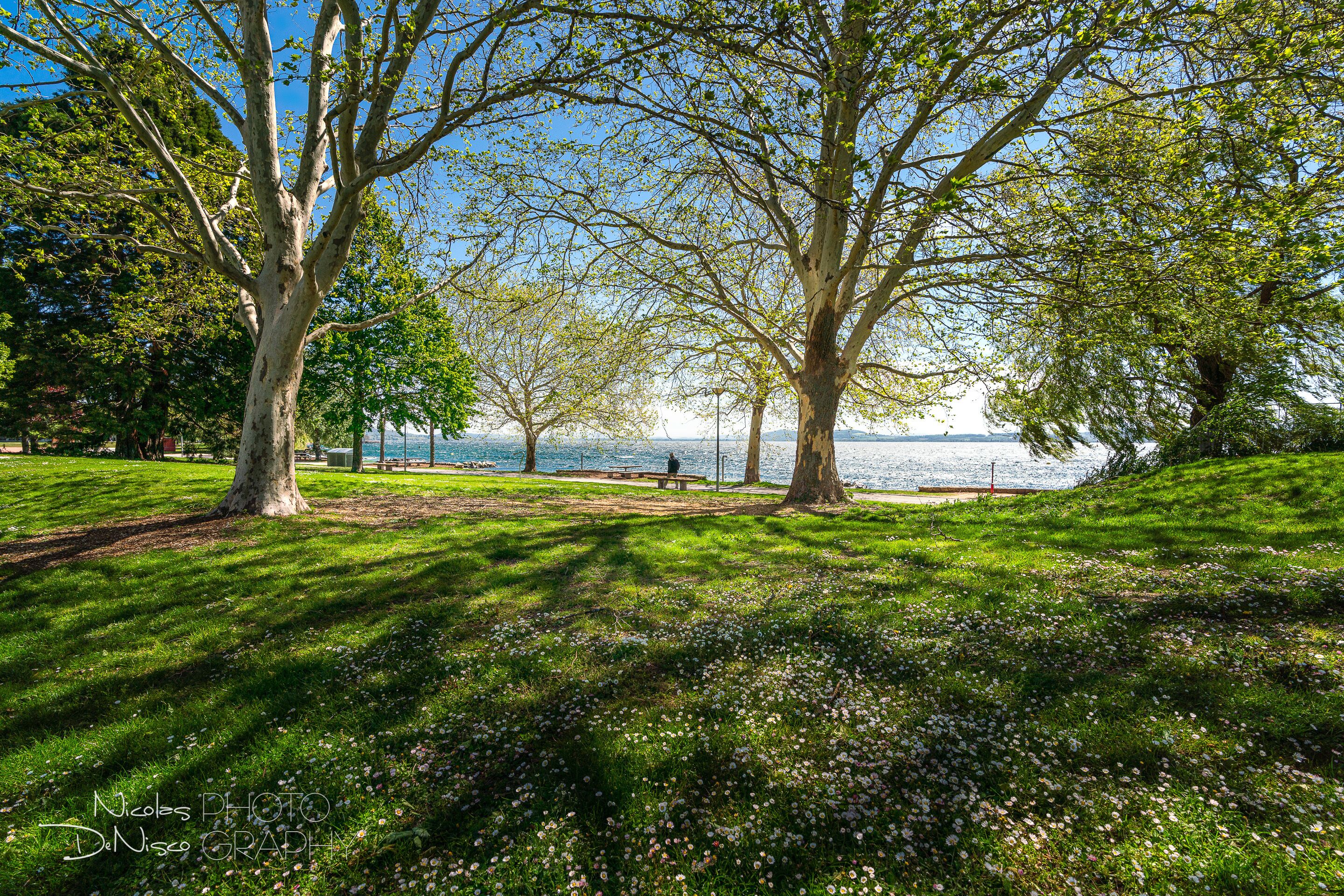 A park with trees, a bench, and a body of water in the background.