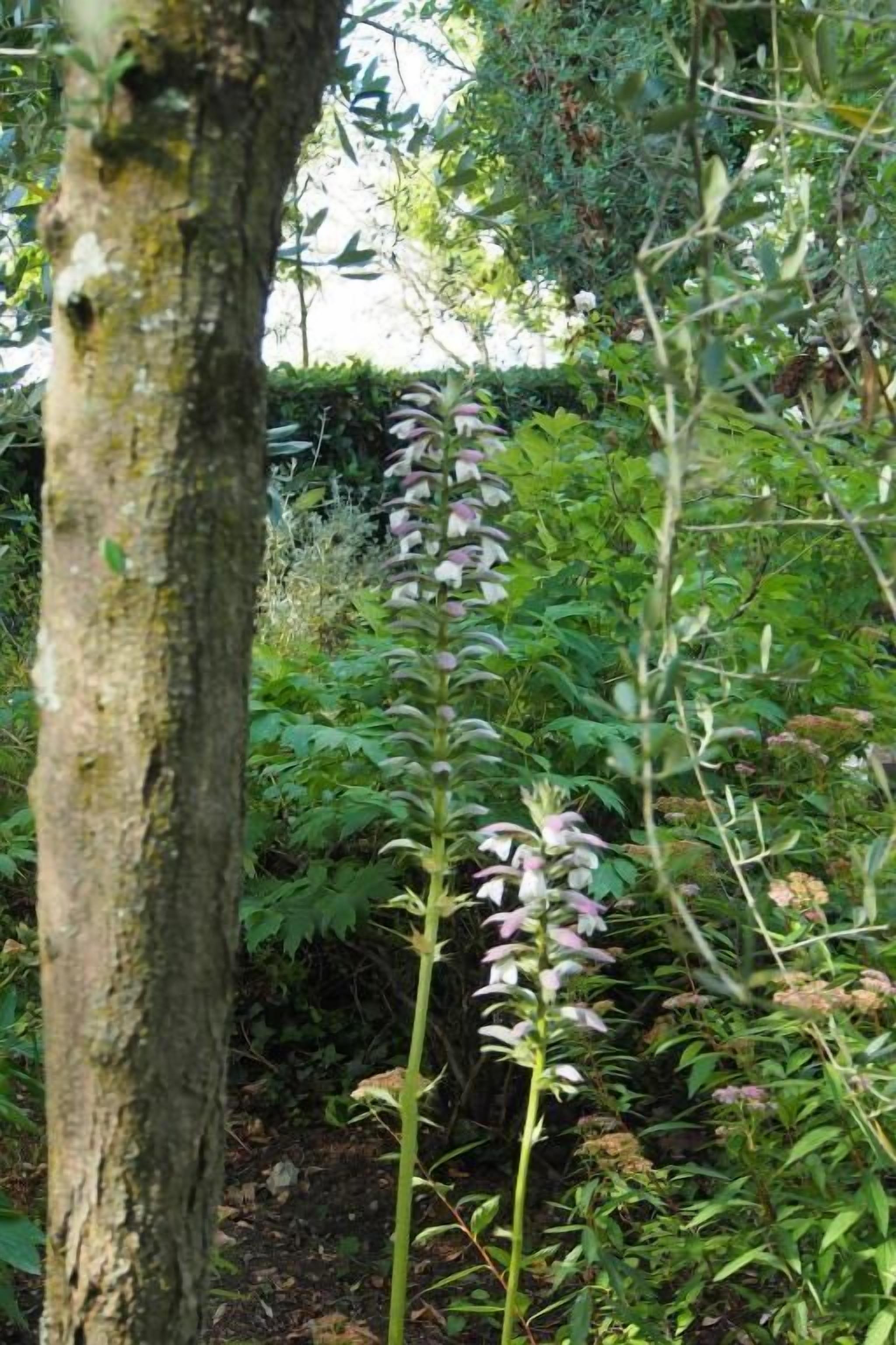 A tree trunk in the foreground with a dense green background of foliage.