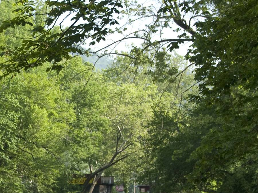 Een rivier met rotsen en weelderige groene begroeiing.