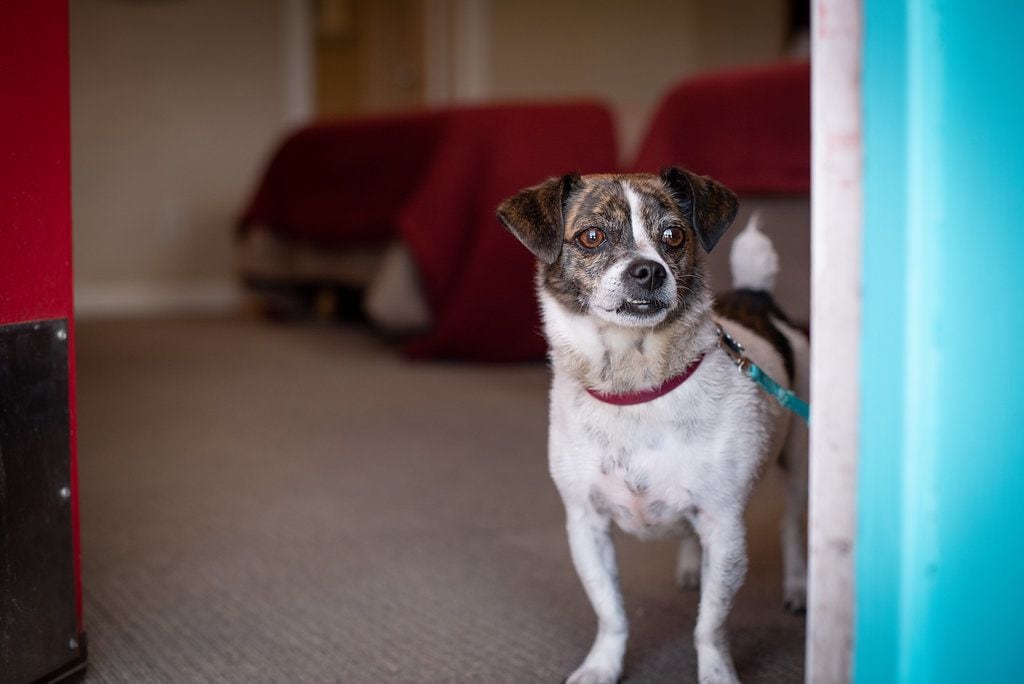 Un perro de pie en una habitación con un sofá rojo y una pared azul.