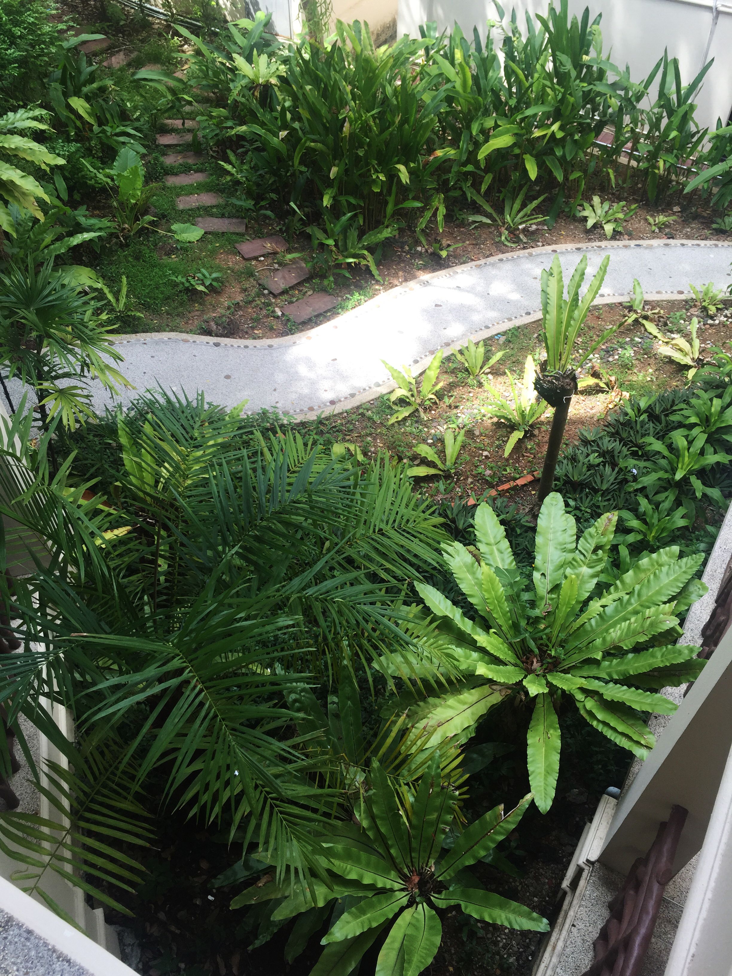 A garden with various plants and a paved pathway.