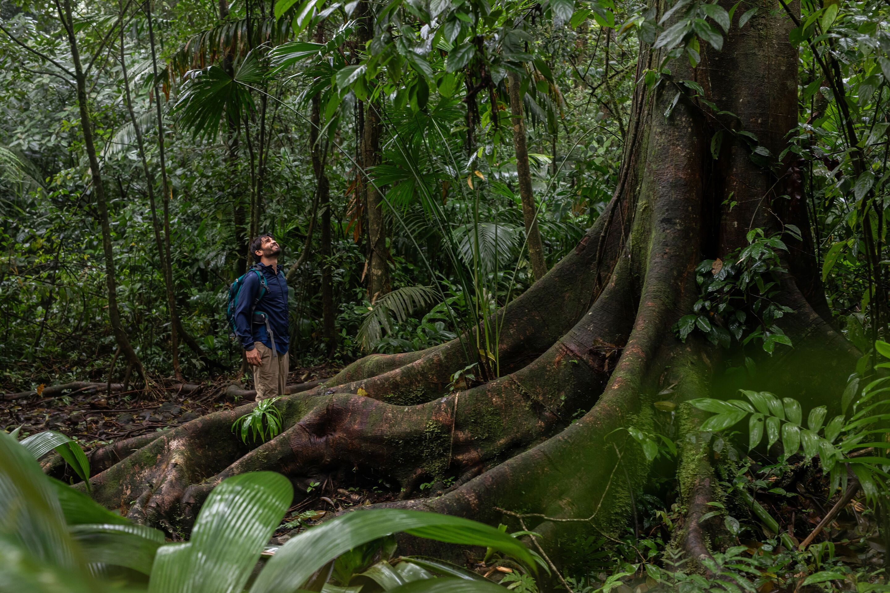 Una persona de pie sobre una raíz de árbol en un bosque frondoso.