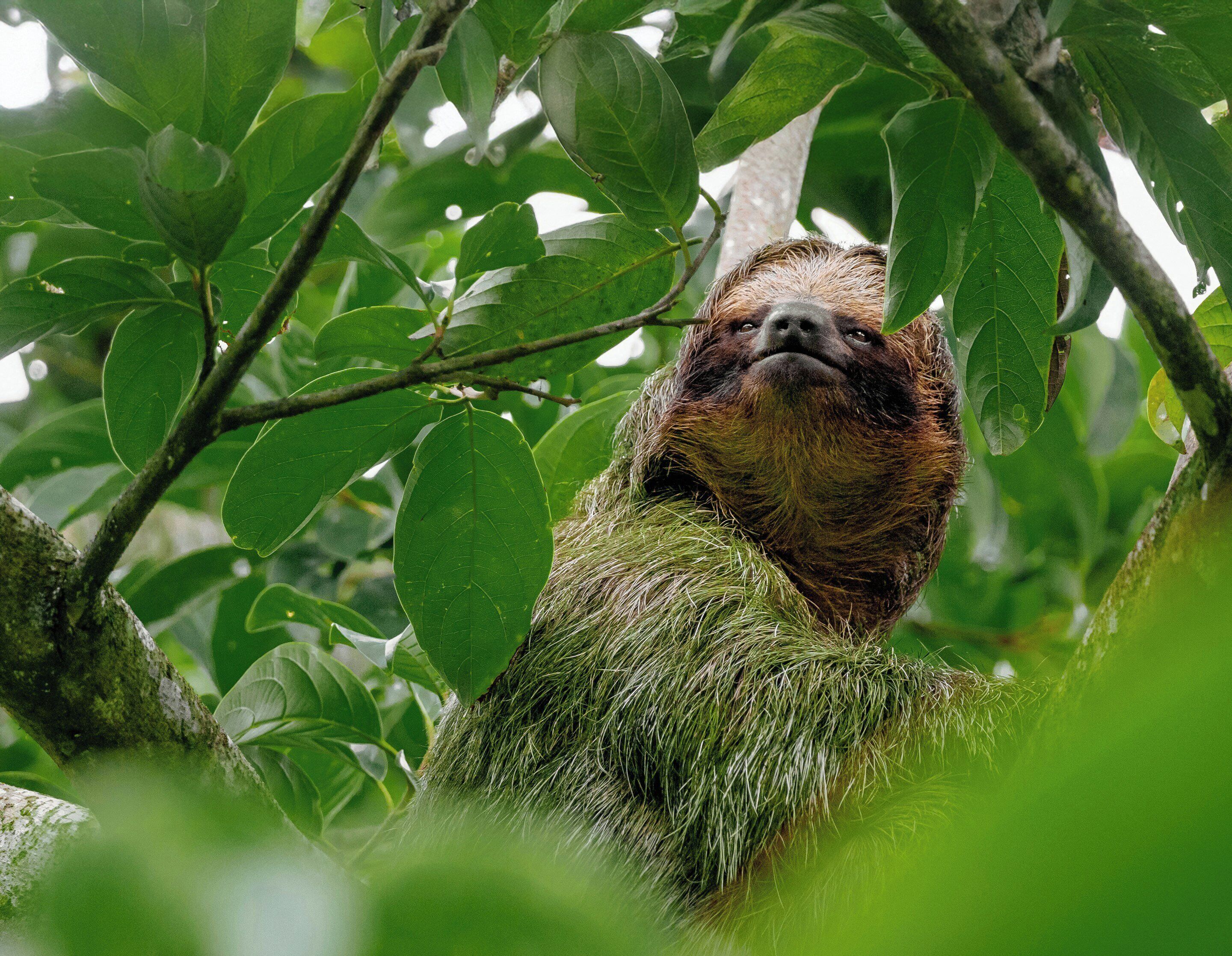 A sloth hanging from a tree branch amidst dense green foliage.