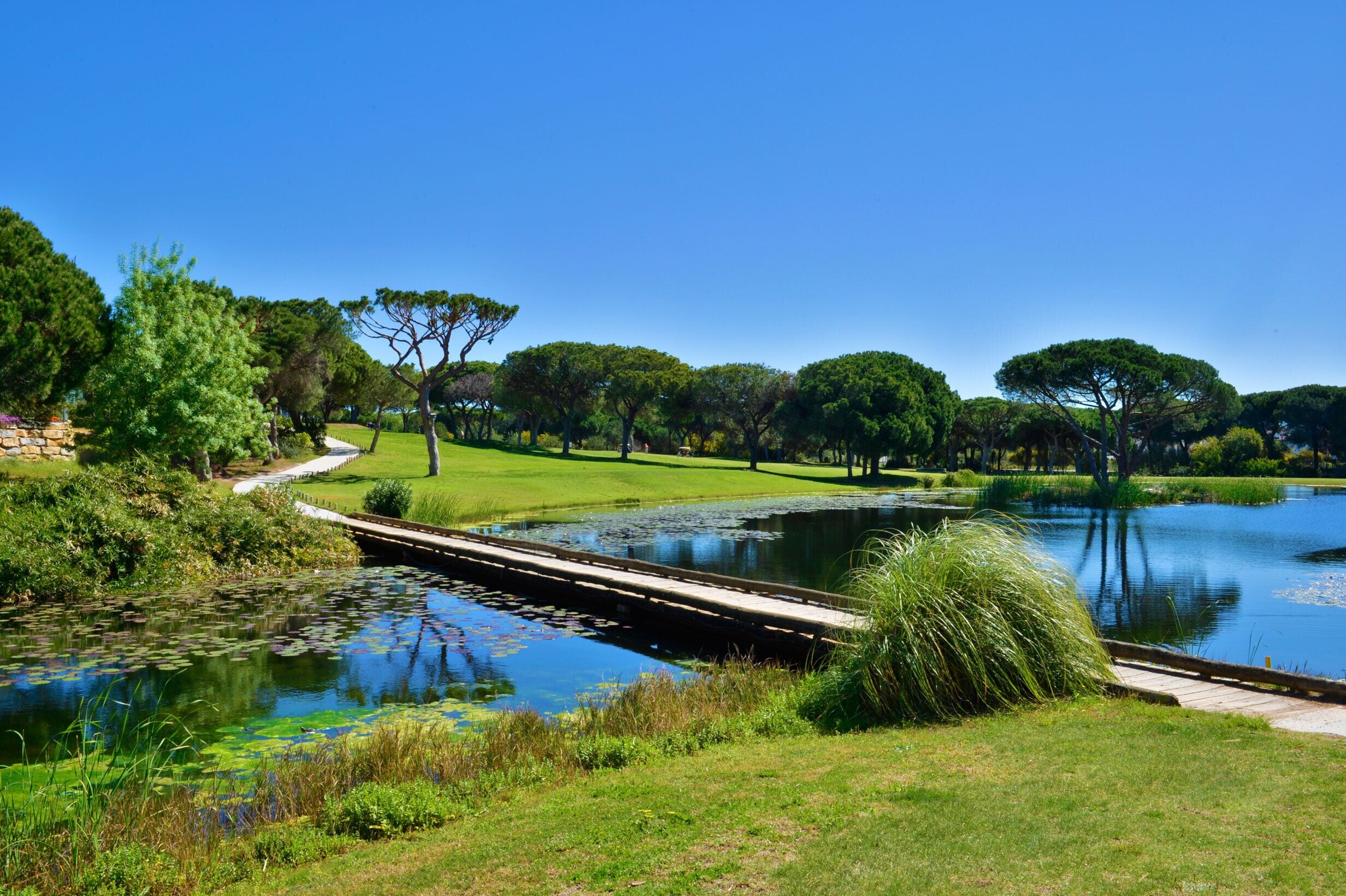 A serene park with a pond, pathways, and trees.