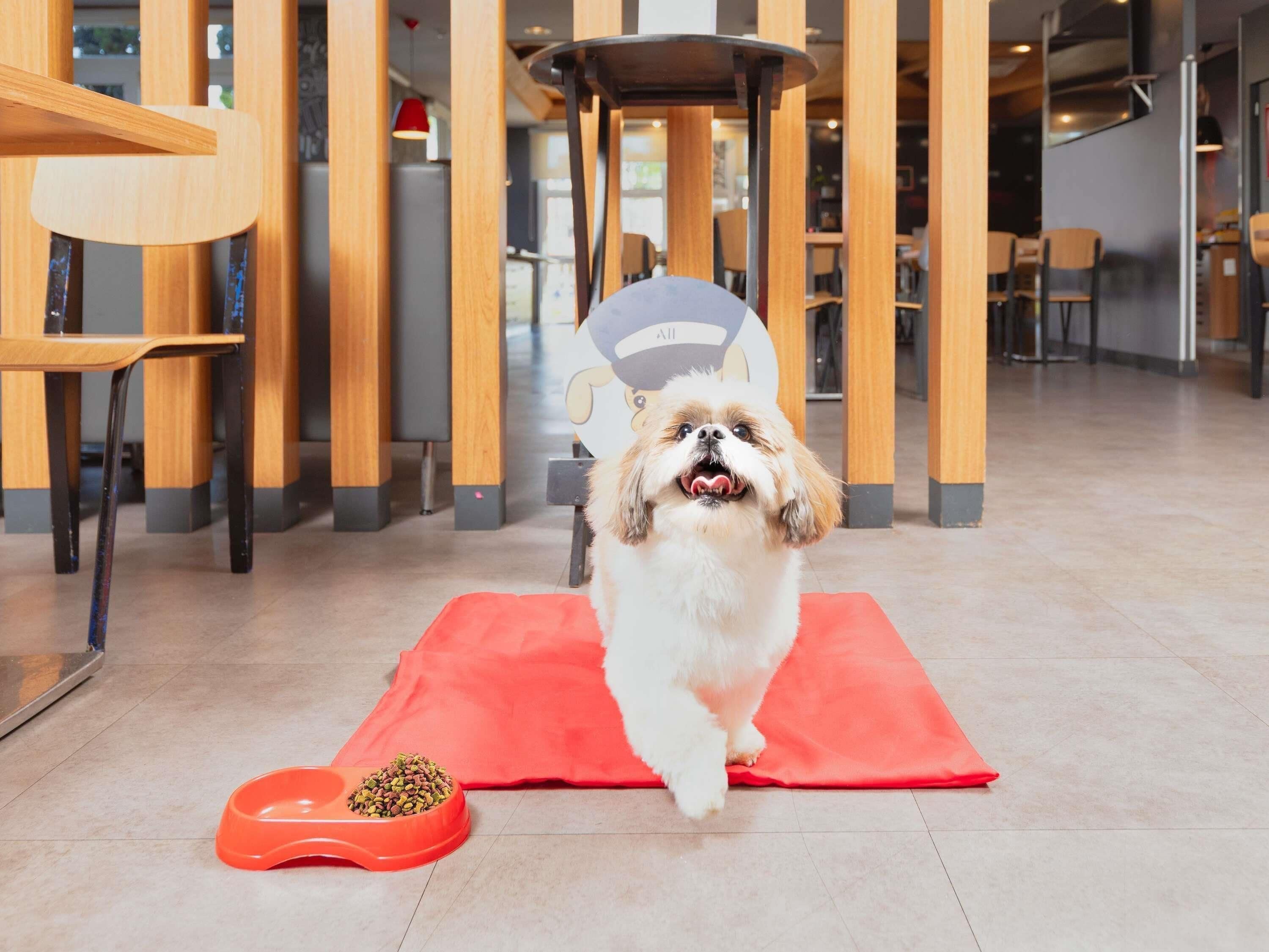 Un perro sobre una alfombra roja en un espacio interior moderno con muebles de madera y un logotipo visible en la pared.