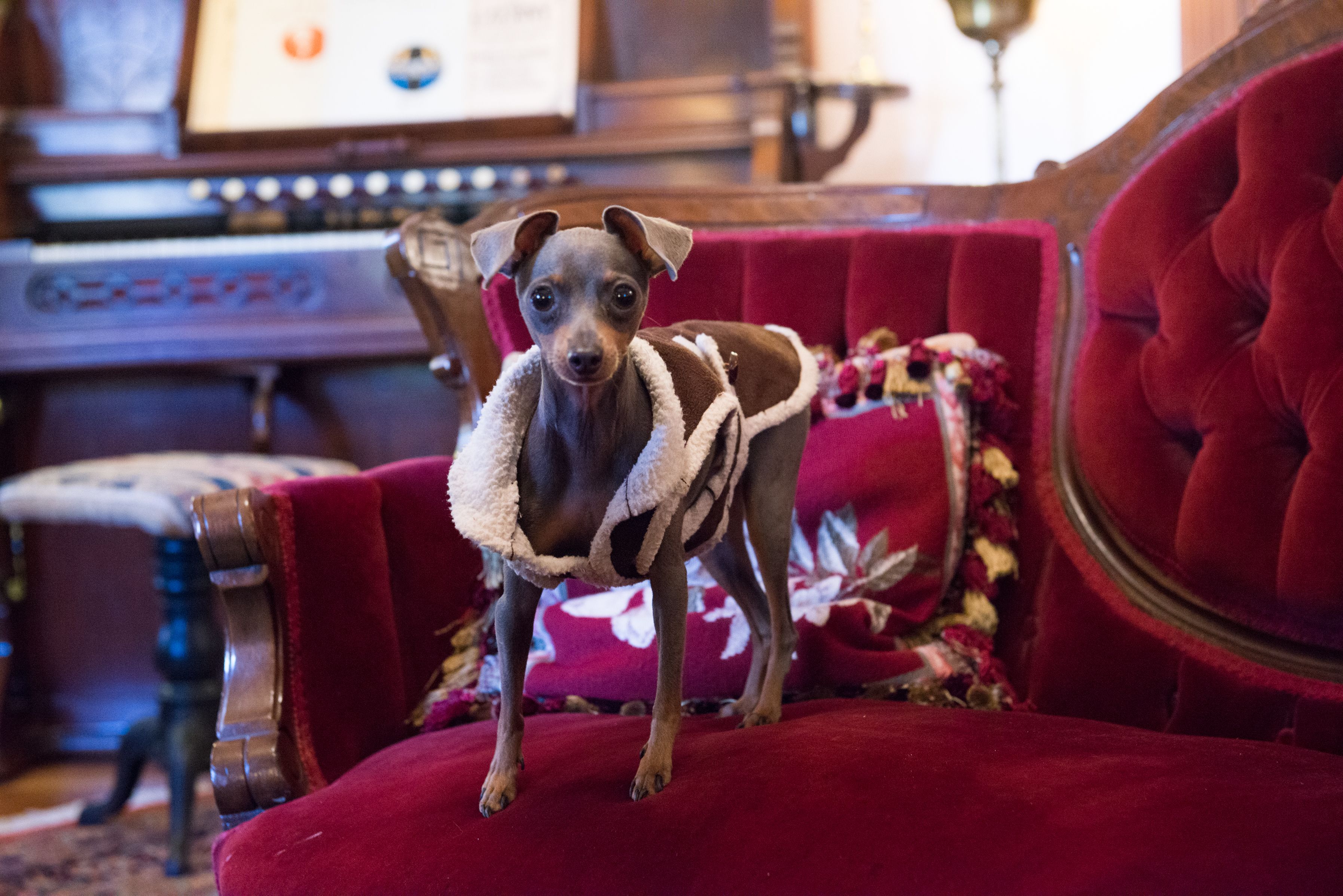 A dog standing on a red velvet chair with a floral cushion.