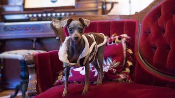 A dog standing on a red velvet chair with a floral cushion.