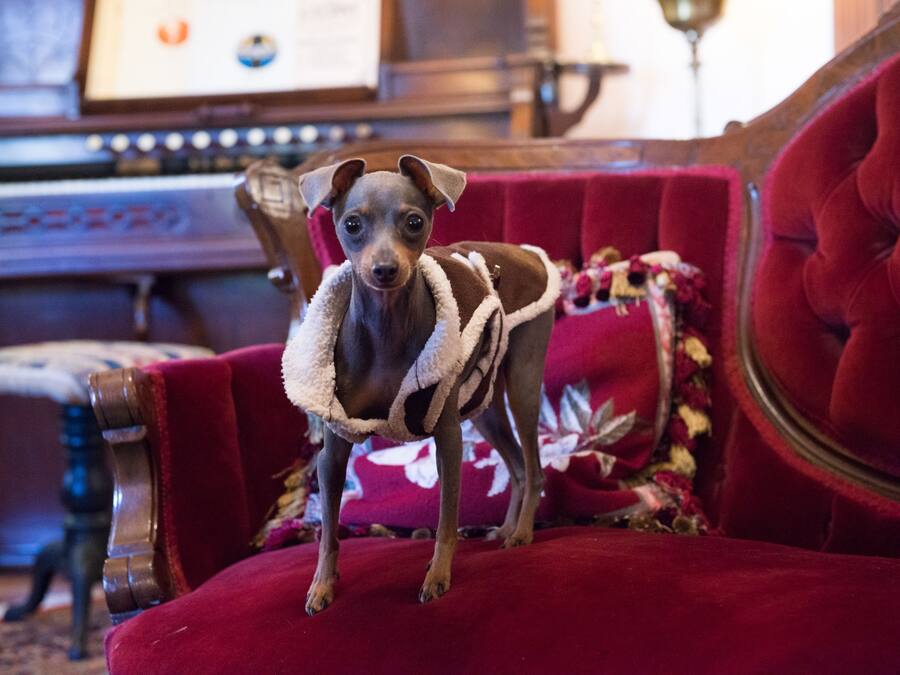 A dog standing on a red velvet chair with a floral cushion.