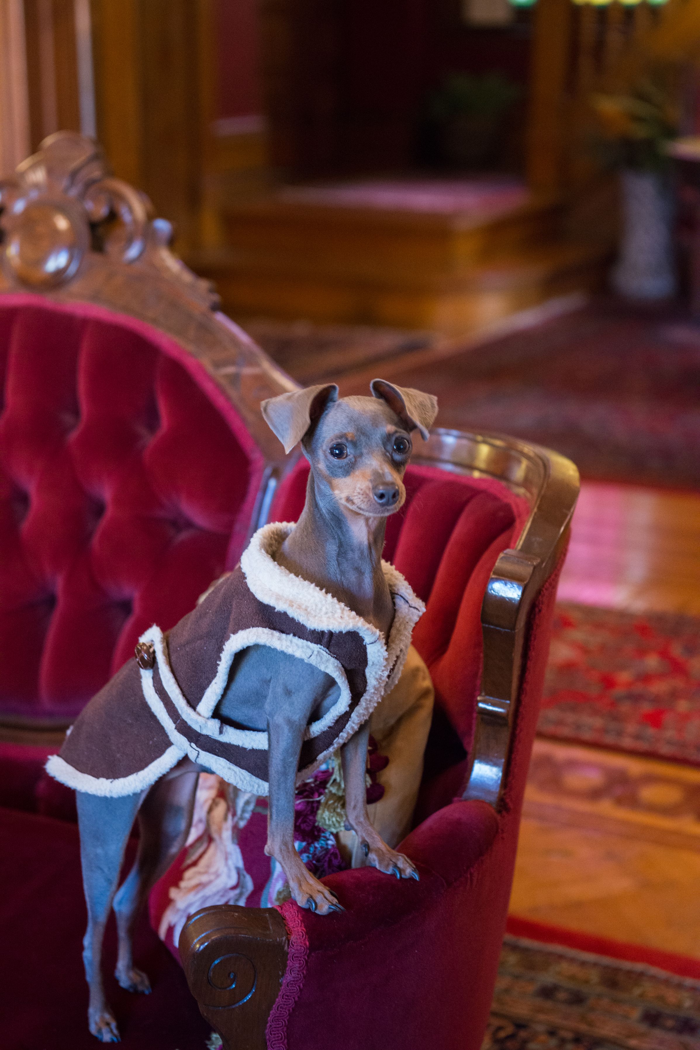 A small dog in a red velvet chair.