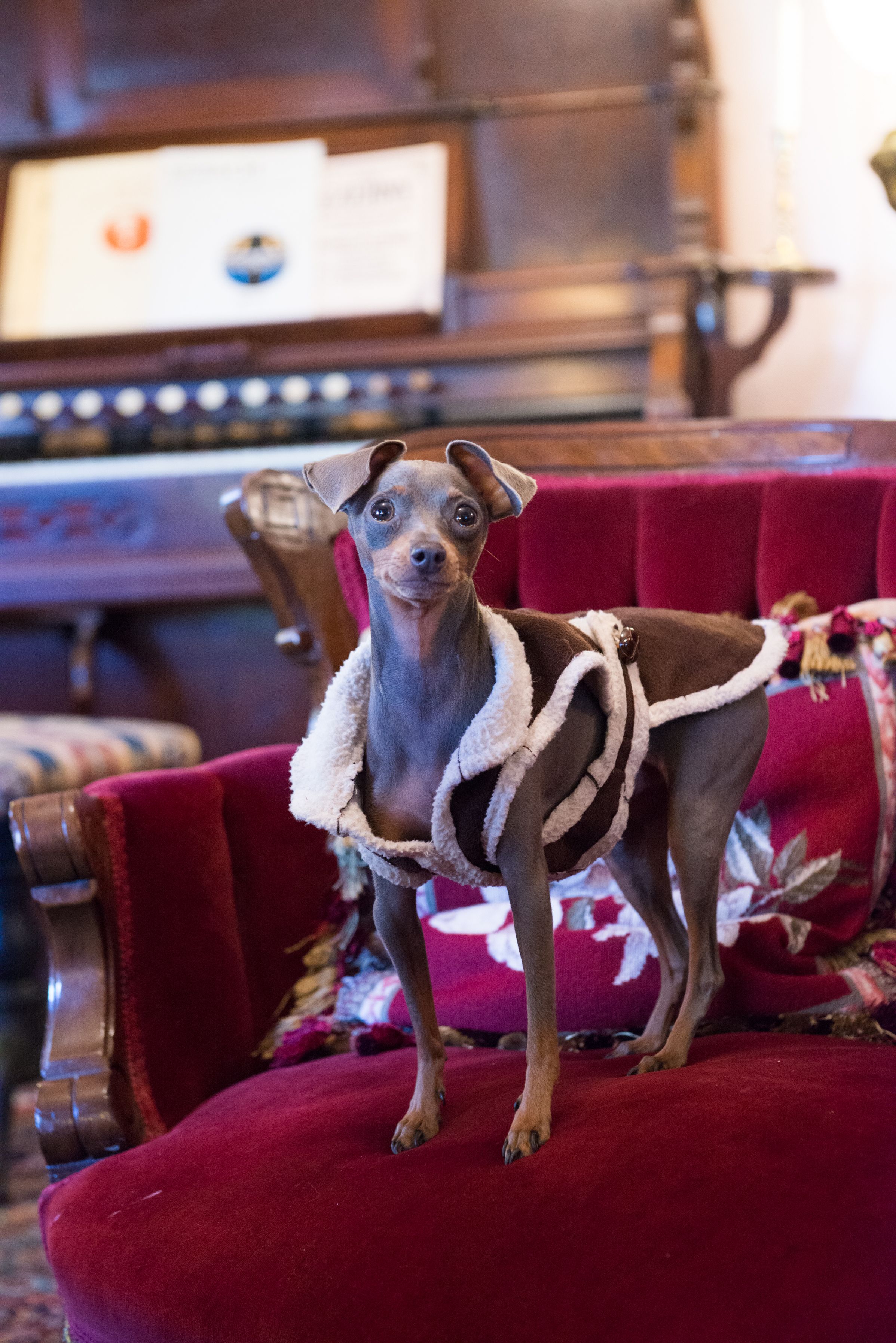 A small dog standing on a red velvet chair in a room with wooden furniture and a framed certificate on the wall.
