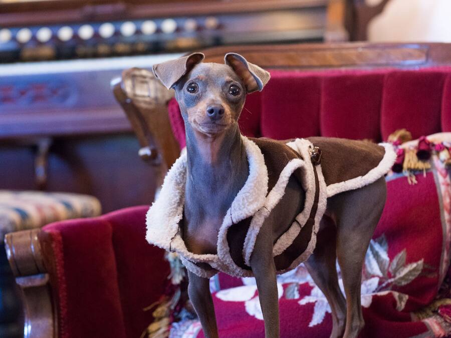 A small dog standing on a red velvet chair in a room with wooden furniture and a framed certificate on the wall.