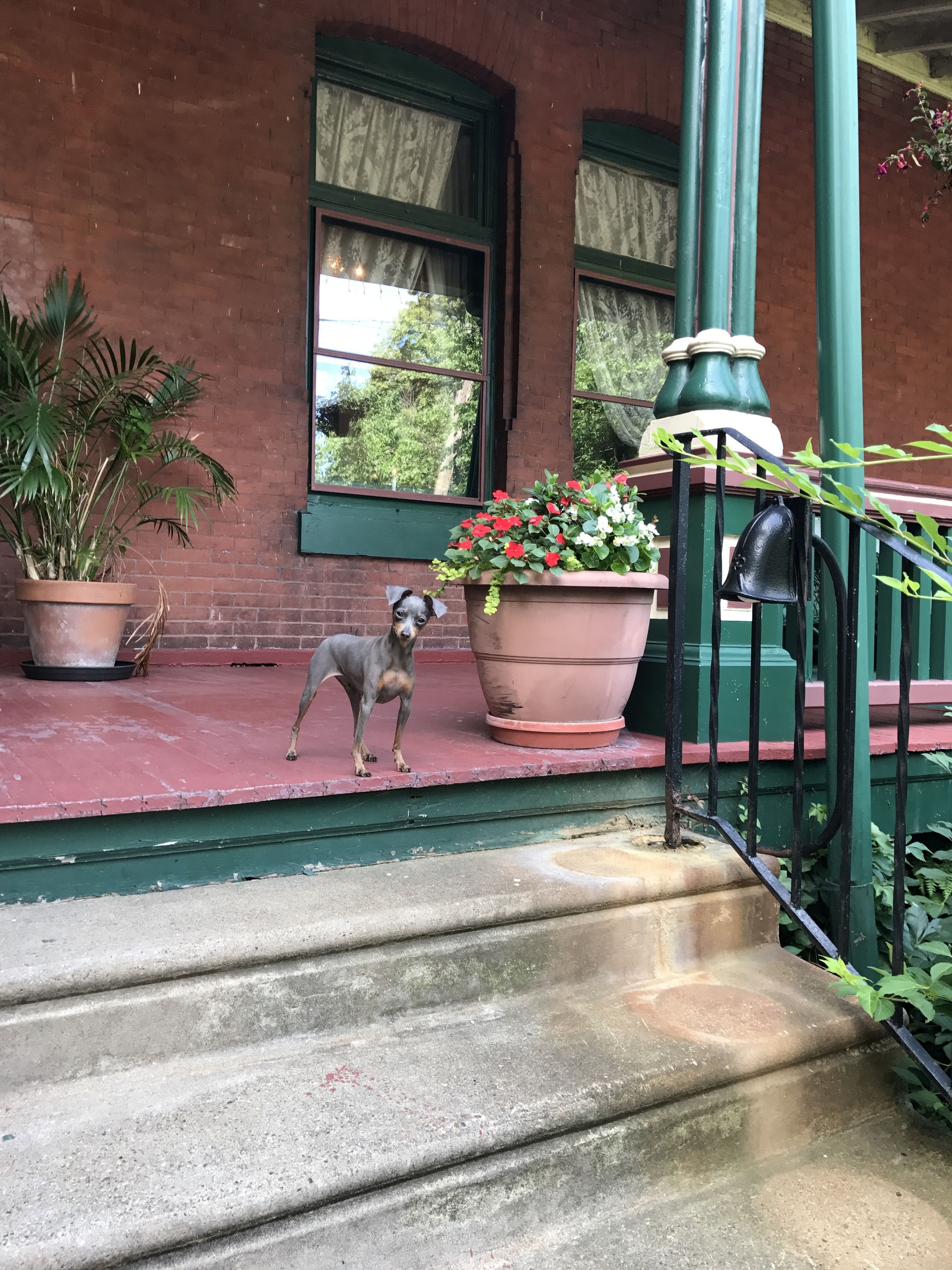 A dog standing on a red porch with a brick wall and green window frames in the background.