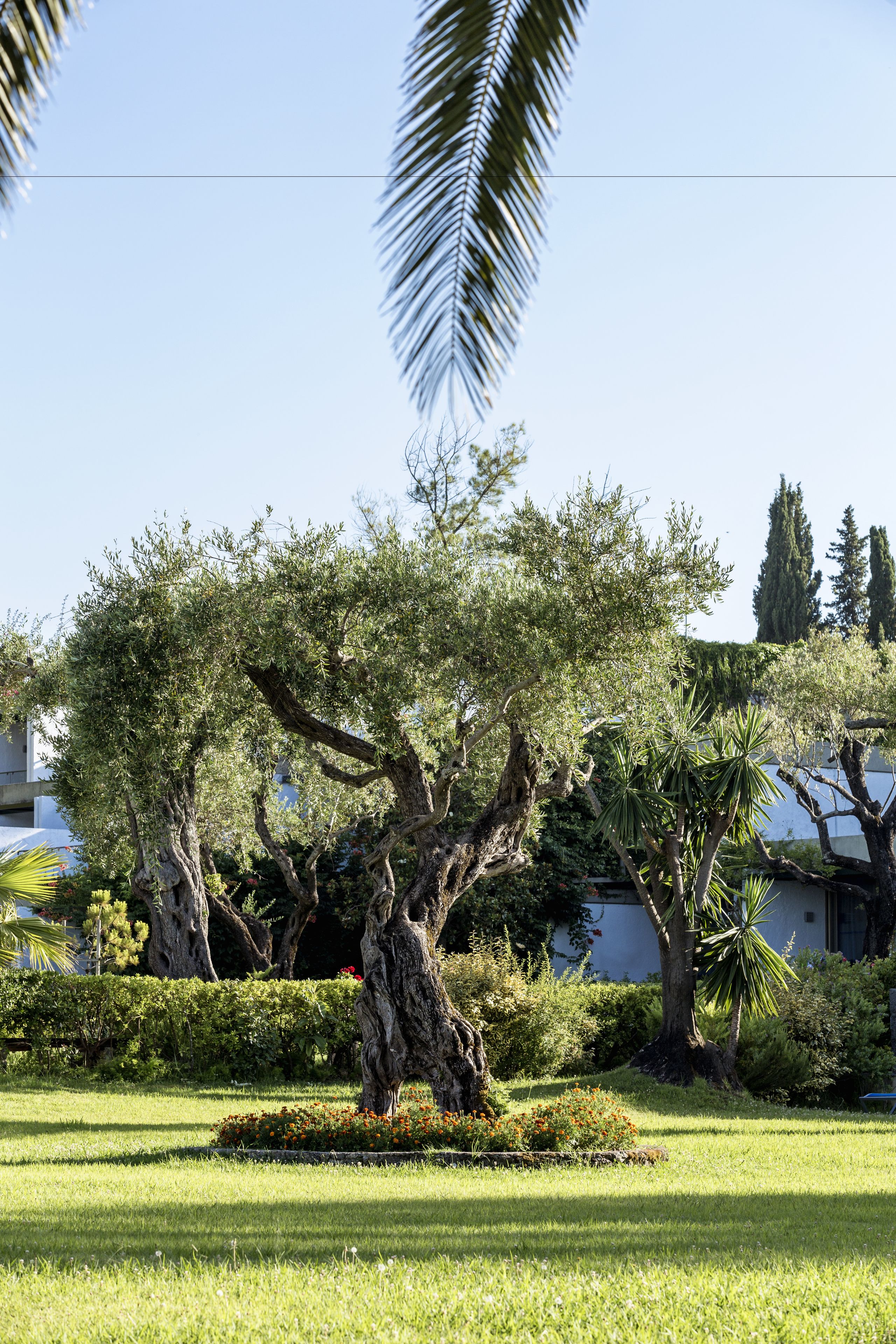 A well-maintained garden with a large tree, manicured grass, and a variety of shrubs.