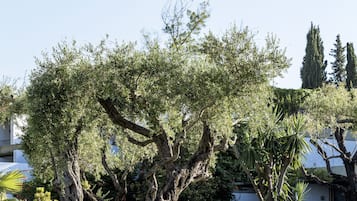 Un jardín bien cuidado con un árbol grande, césped arreglado y diversos arbustos.