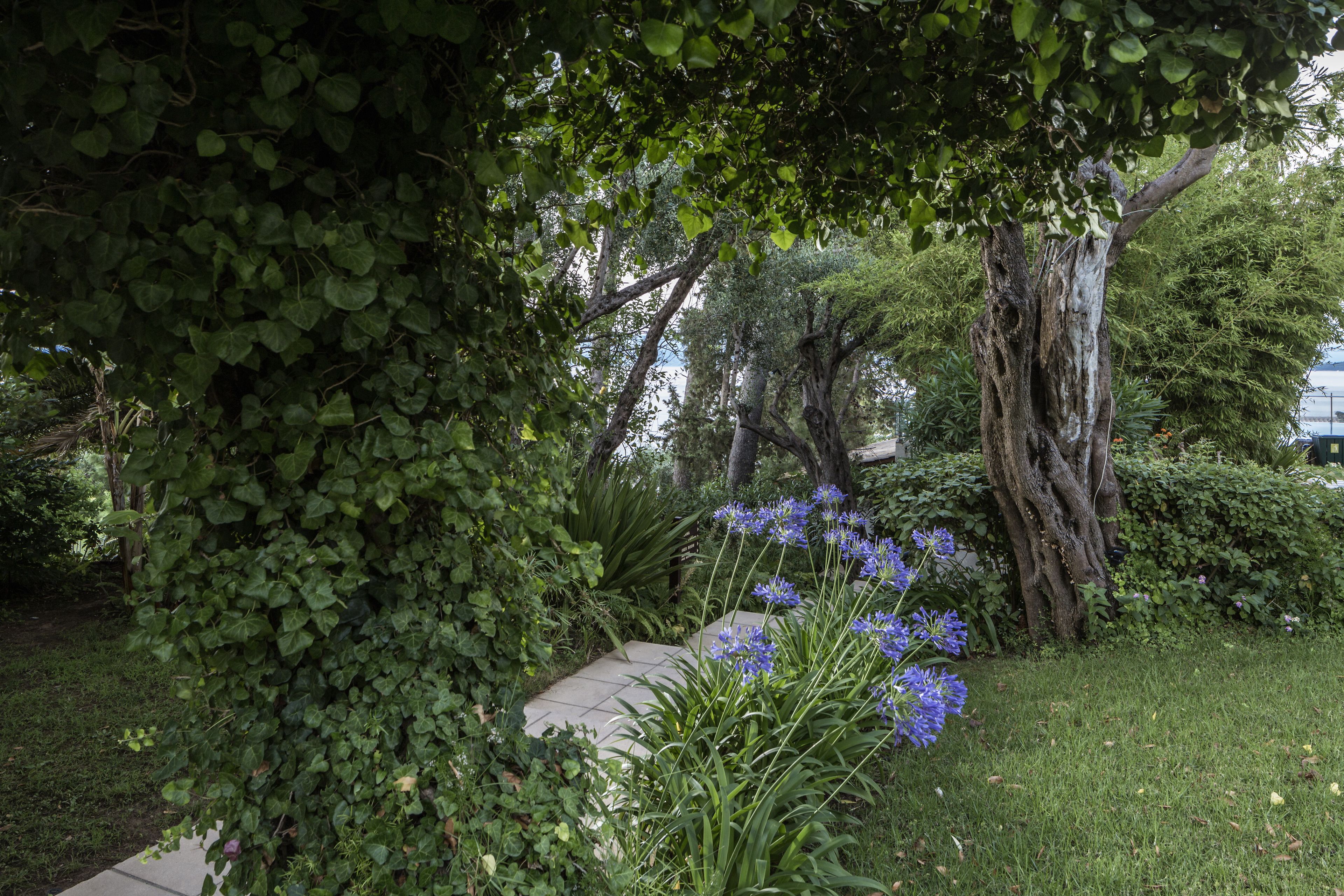 Ein Garten mit Baum, Weg und Blumen.